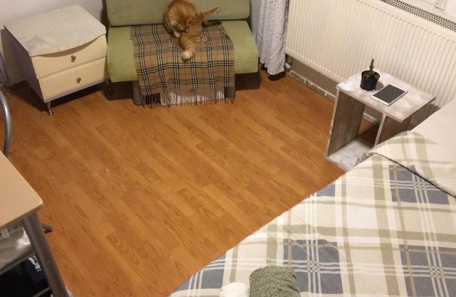 Cat house