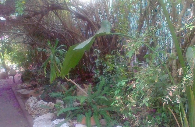 Center Israel unit Immersed in the greenery