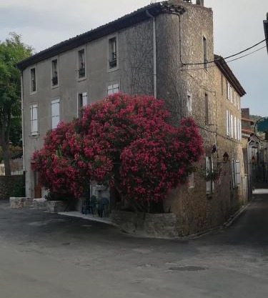 Chez Shona