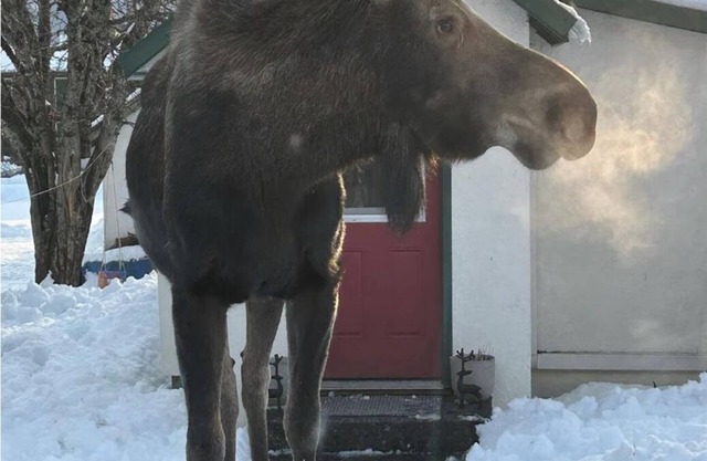 Cozy Seward Cottage: Amazing Location in the middle of town. Pet-Friendly!