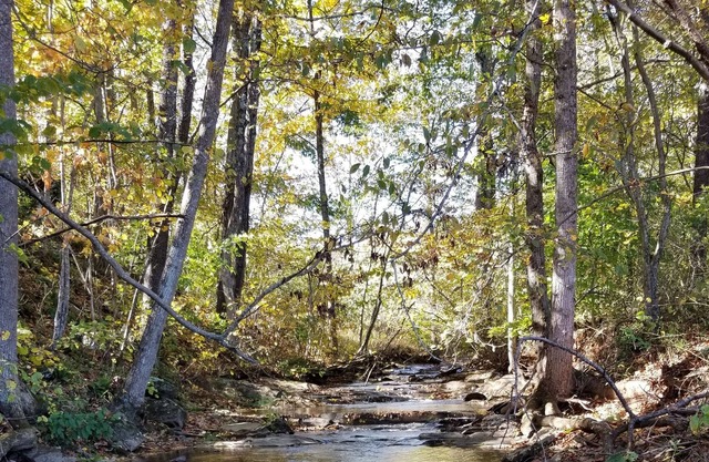 Creekside Stargazer Tent Farmstay
