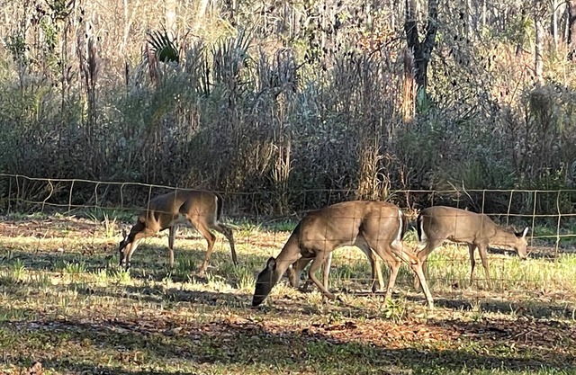 Deer Haven - with Park Views and 2 min from Withlacoochee State Trail
