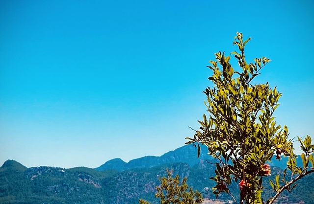 Defne Residence Selimiye. The elegant address for holiday