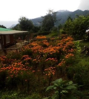 Dilpali Homestay