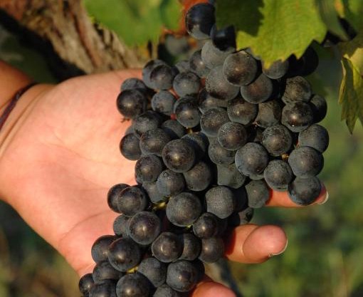 Domaine de la Queyssie