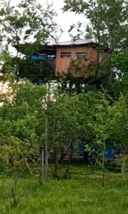 Eagle Nest