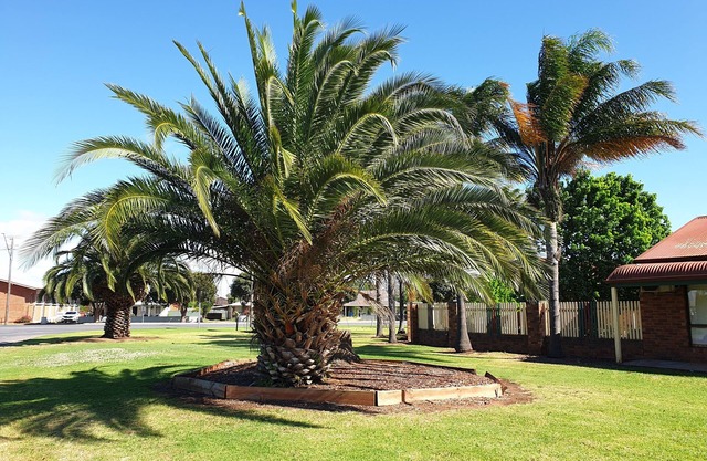 Finley Palm Motor Inn