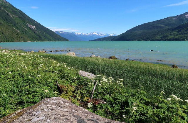 Fishing, Bears, Eagles & Salmon Viewing!