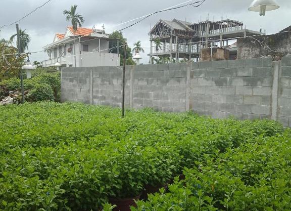 Flower Village Homestay