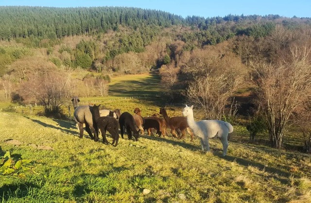 Gîte de France 3 ears alpacas - Gîte de France 6 people