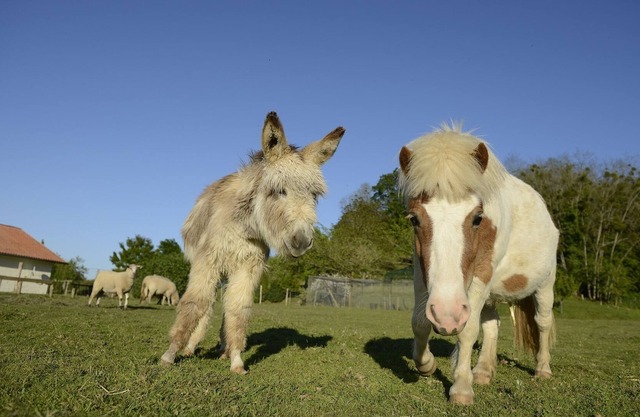 Gite d'Aliénor, Poyanne, at the farm, for 10p, at only 30 mn from Hossegor