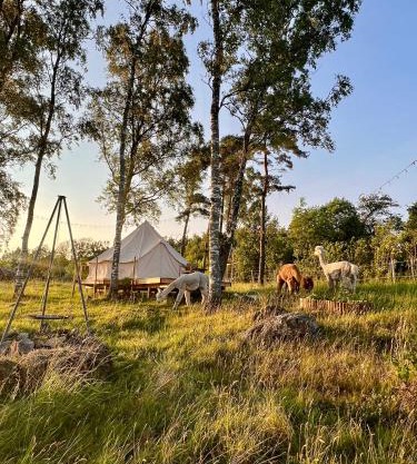 Glamping med alpackor