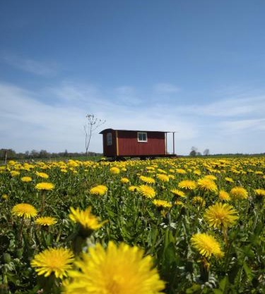 Gula Vagnen på en äng i lantlig miljö
