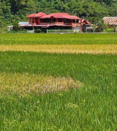 Homestay dan Cafe BungaSonsang