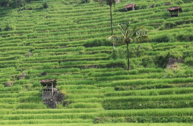 HOMESTAY MBAH POMO SRIHARJO