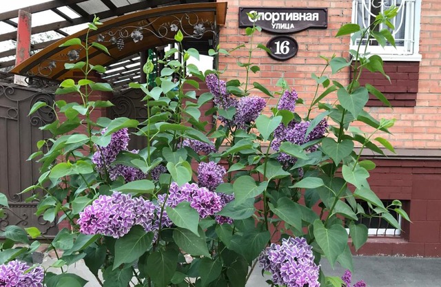 Hotel Vinoghrad