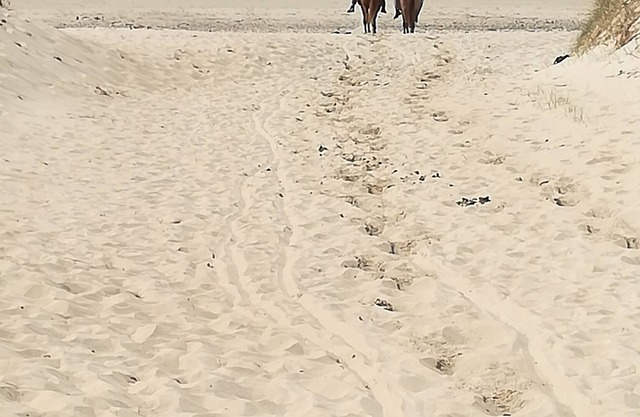 House between sea and dunes. House 2 bedrooms, all comfort, ideal for lovers.