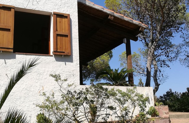House immersed in the pine forest