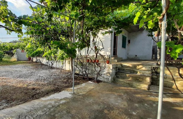 Jungle House