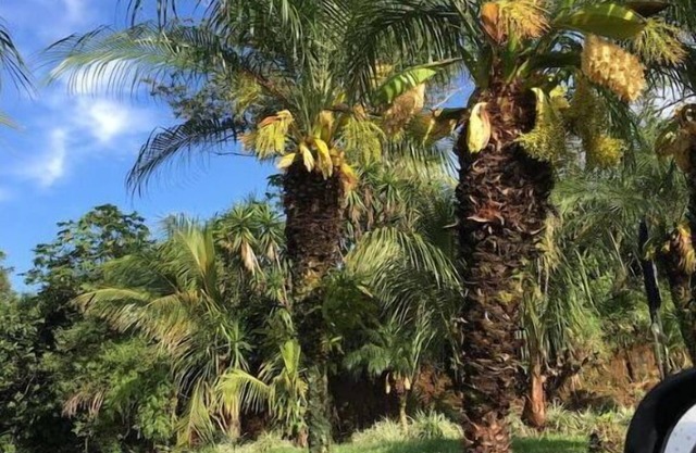 Jungle Tree House 20 min airport SJ