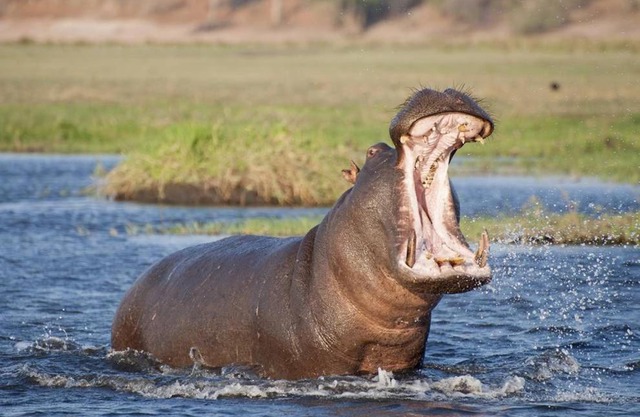 Kosi Bay Hippo Lodge & Resort