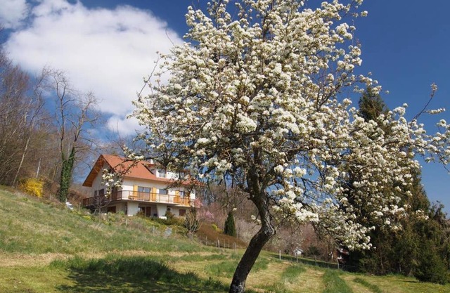 Le Merle Enchanteur