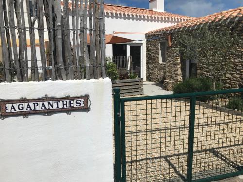 Les Agapanthes