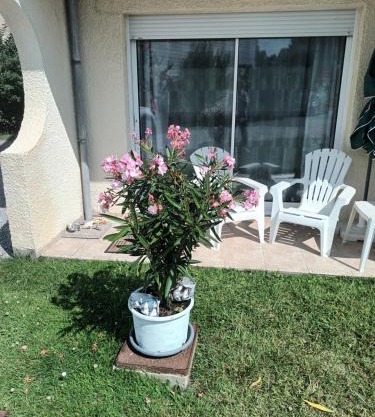 Les Hortensias