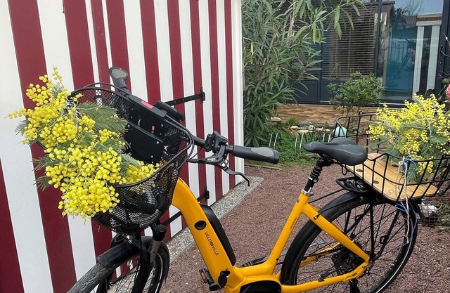 LES MIMOSAS