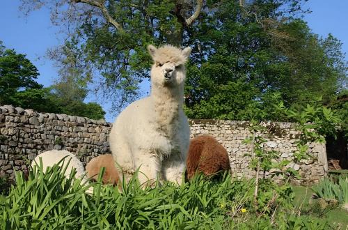 Lilodahu Gite et animaux rigolos
