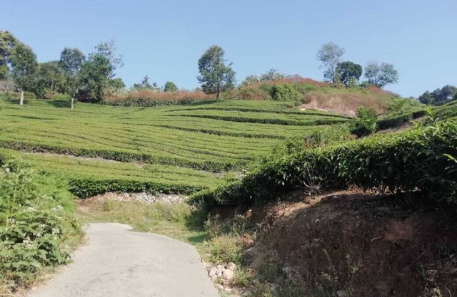 Linten Holiday Resort, Property set in Munnar.4.7km from MUNNAR
