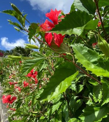 Locations Morne aux Vents