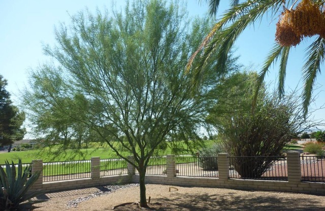 Magical winter in Arizona