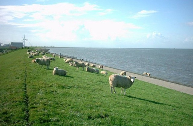 Modern chalet with oven, near the Wadden Sea
