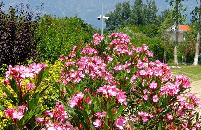 Nerium Garden Inn Tirana Airport