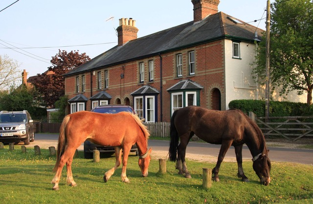 New Forest Cottage overlooking Green where ponies & forest animals often graze