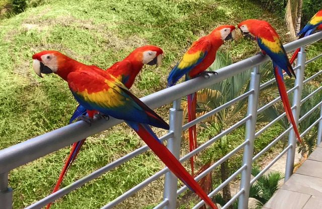 Parrot-dise Perch, 3BD, Heart of Manuel Antonio