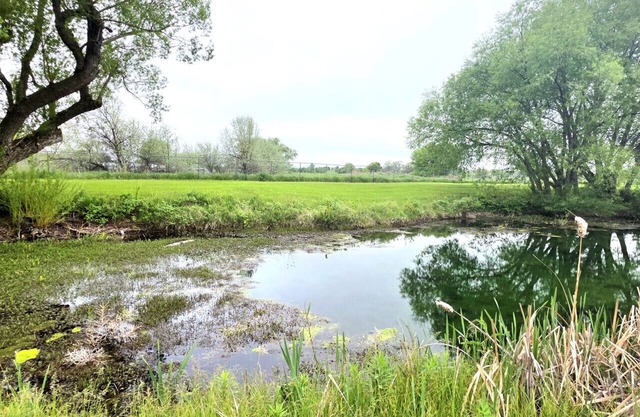 Peaceful pondside lodge-wildlife lover's dream!