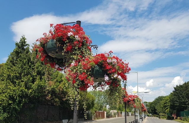 Persian Beaumont - Oise