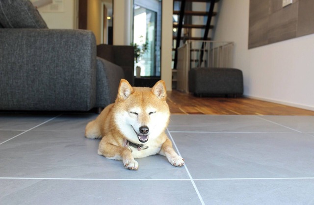 Petfriendly accommodation plan10000 yen off fo/Izumo Shimane