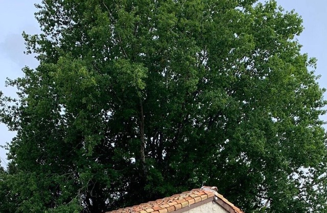Piaf at Bassinaud