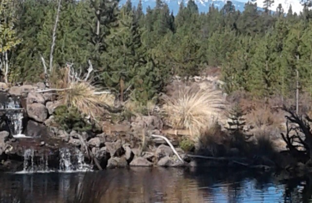 Ponderosa Paradise with a million dollar view
