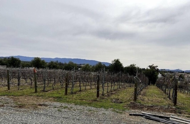 Quiet Vineyard/Pet friendly!