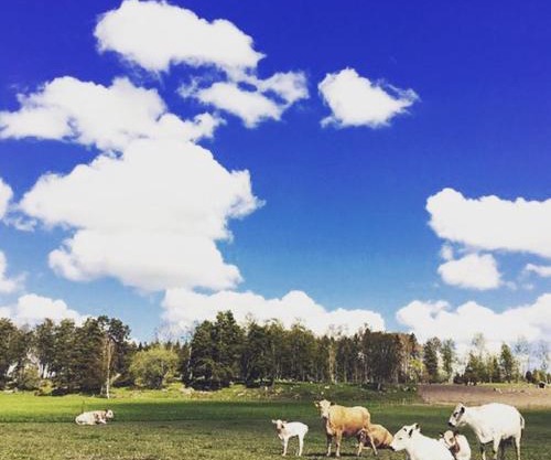 Resta farm bondgårdshotell