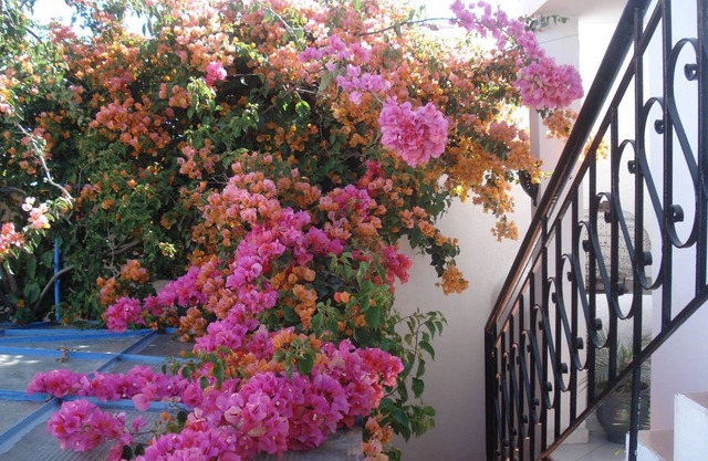 Riad Marlinea