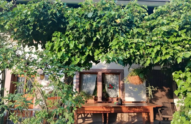 Room-double Room Apple Blossom