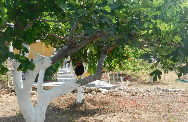 rooster