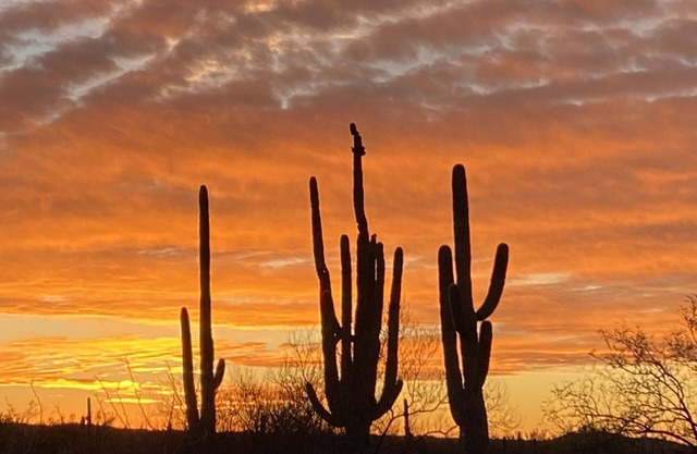 Sabino Canyon Oasis: Where Serenity Meets Adventure