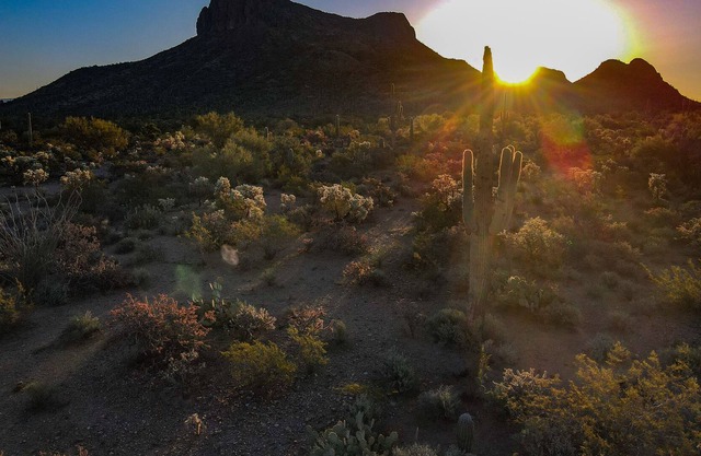 Saguaro National Park Sanctuary