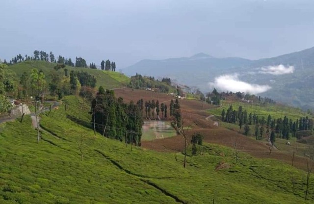 Shyam homestay, Rangli Bazar, Rangli Rangli o.t, Darjeeling, westbengal